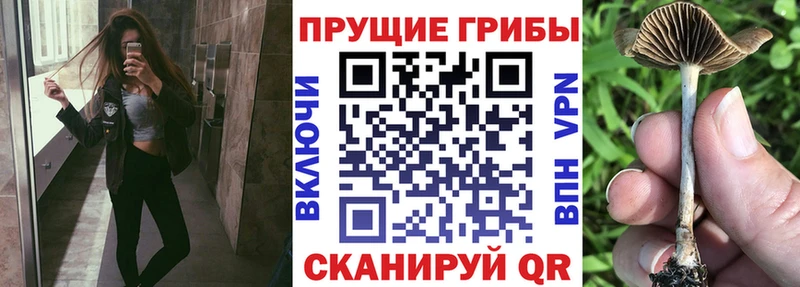 Галлюциногенные грибы Psilocybe  Валдай 